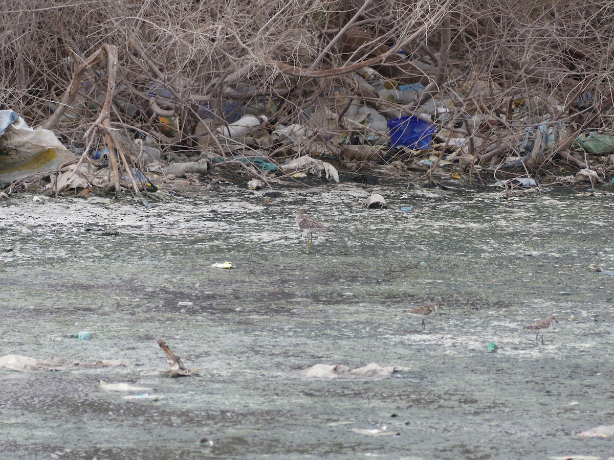 vodouš bahenní - ML645488317