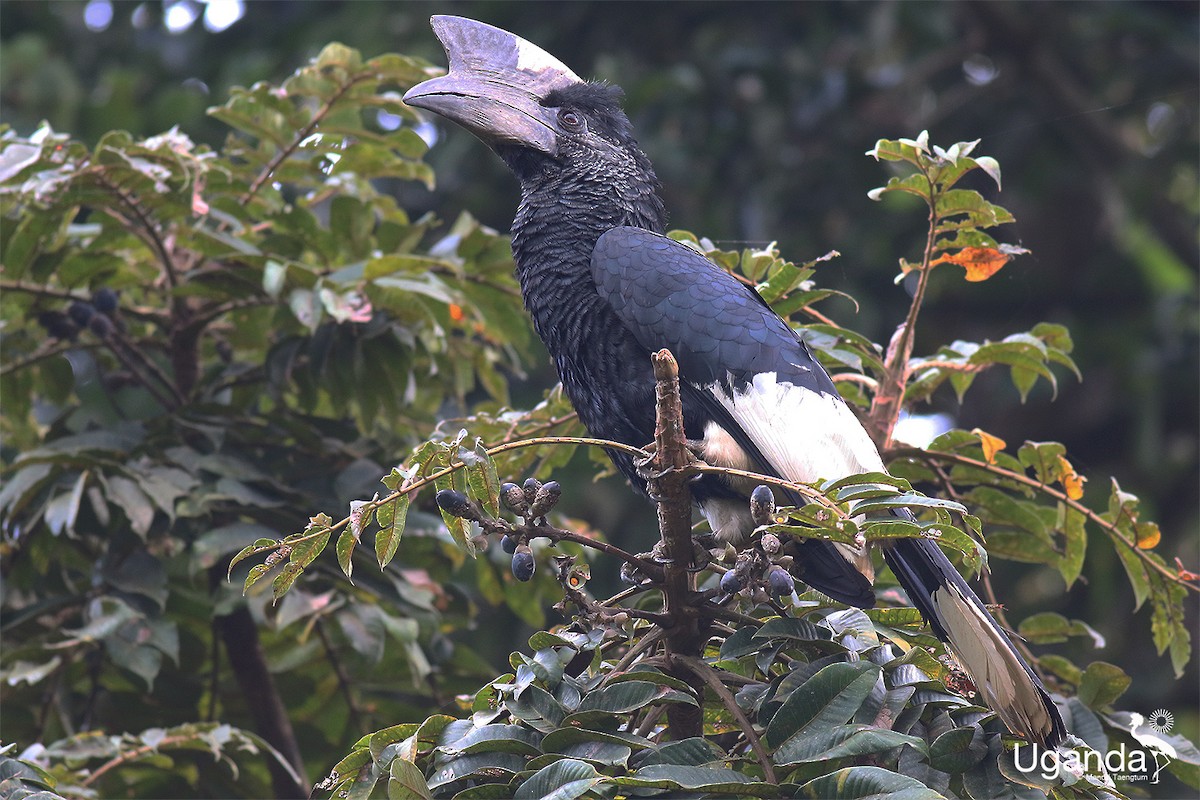 Kır Yanaklı Boynuzgaga - ML645488319