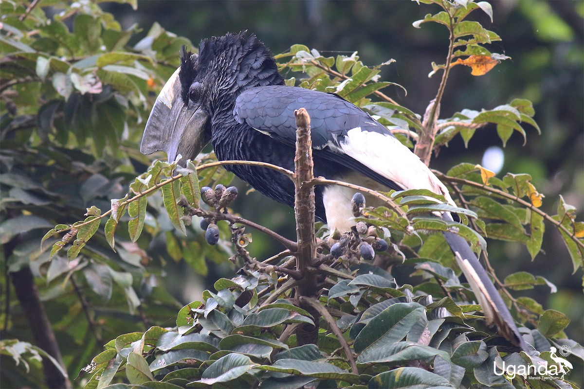 Kır Yanaklı Boynuzgaga - ML645488320