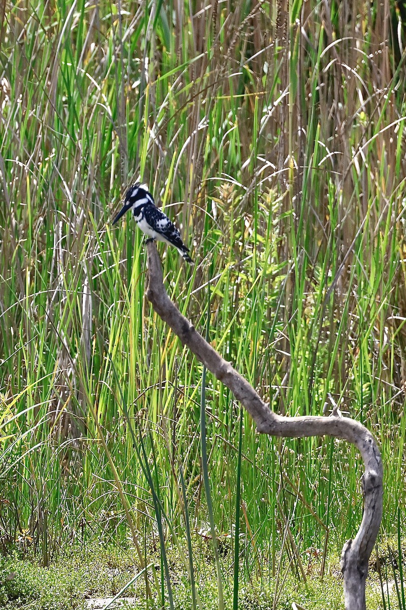 Pied Kingfisher - ML645488331