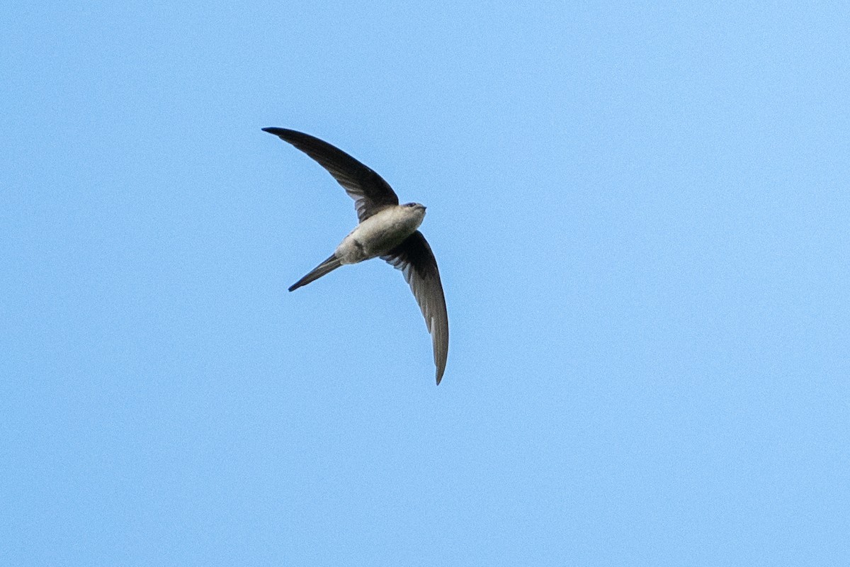 Хохлатый клехо - ML645488337