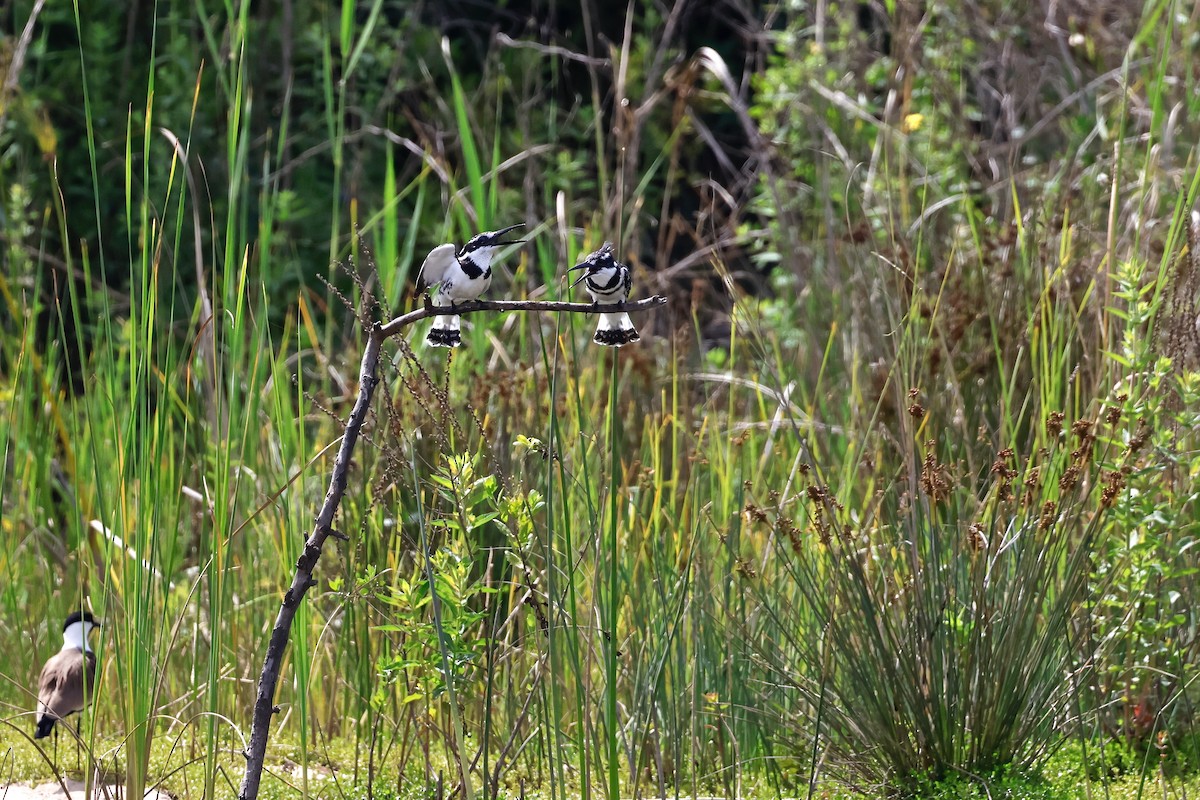 Малый пегий зимородок - ML645488339