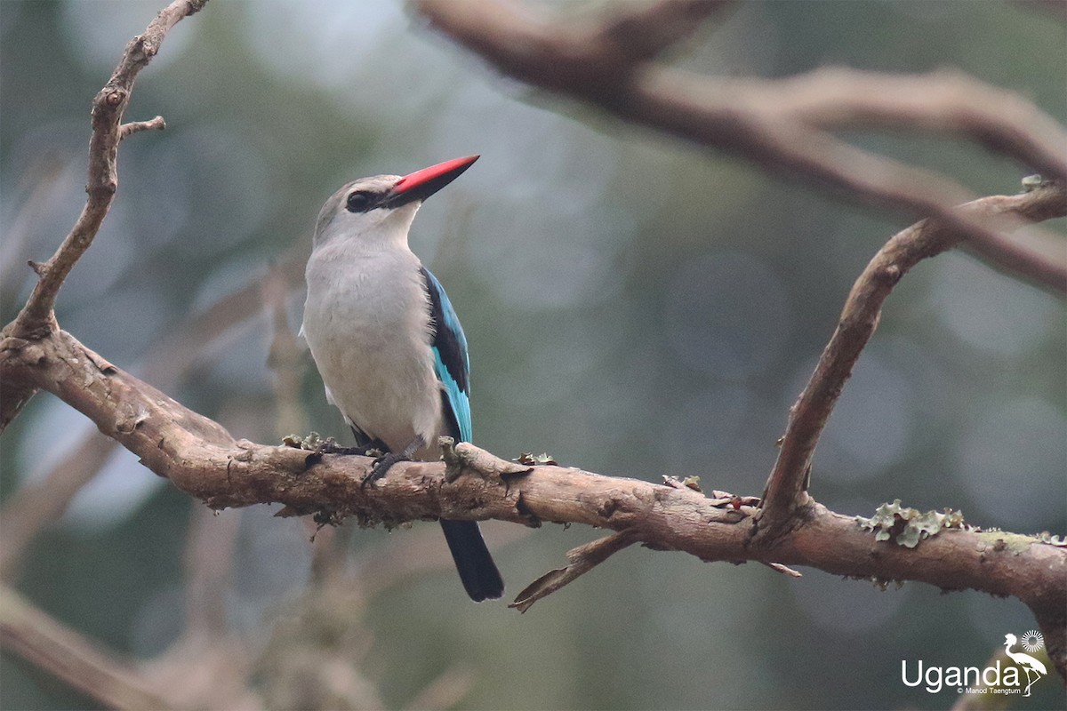 Сенегальский зимородок - ML645488341