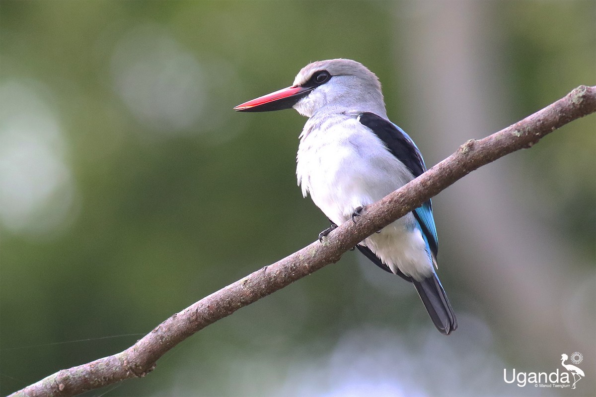 Сенегальский зимородок - ML645488342