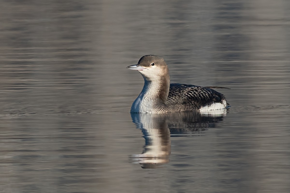 Чернозобая гагара - ML645488343