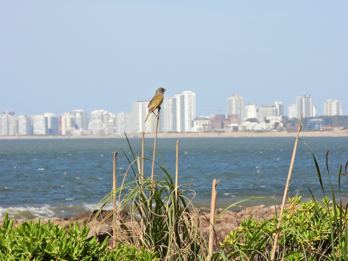 Оливковый пампасник - ML645488344