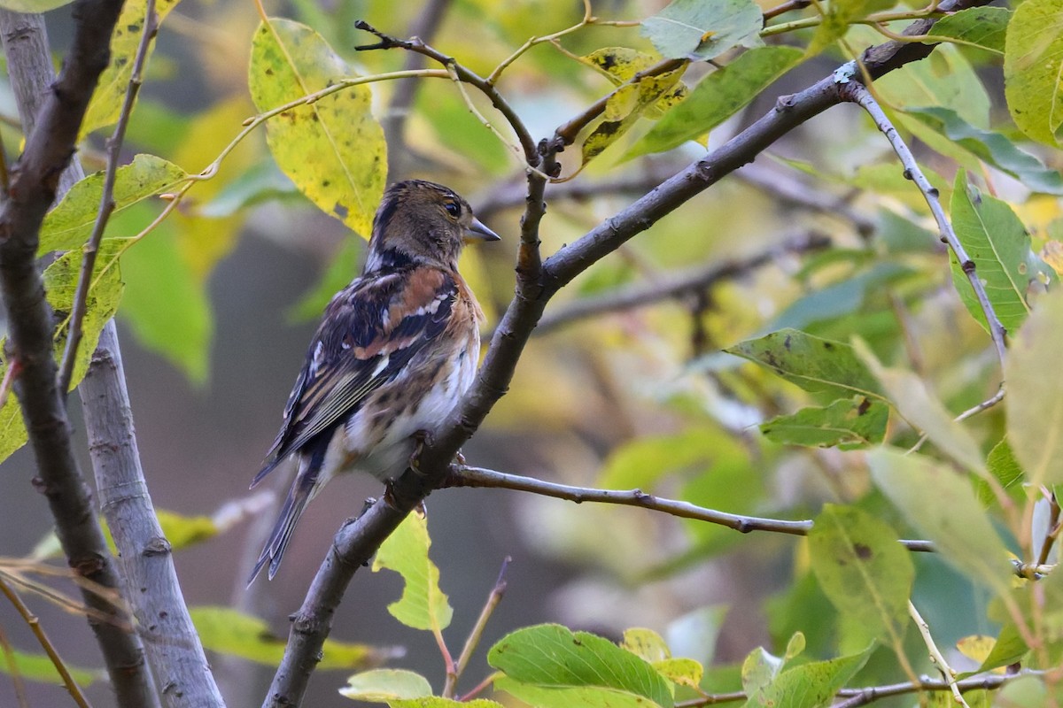 Вьюрок - ML645488345