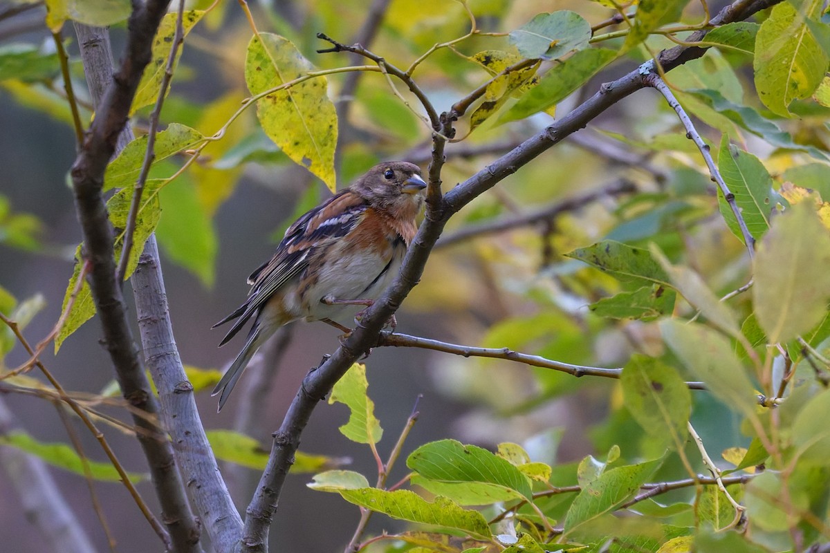 Вьюрок - ML645488346