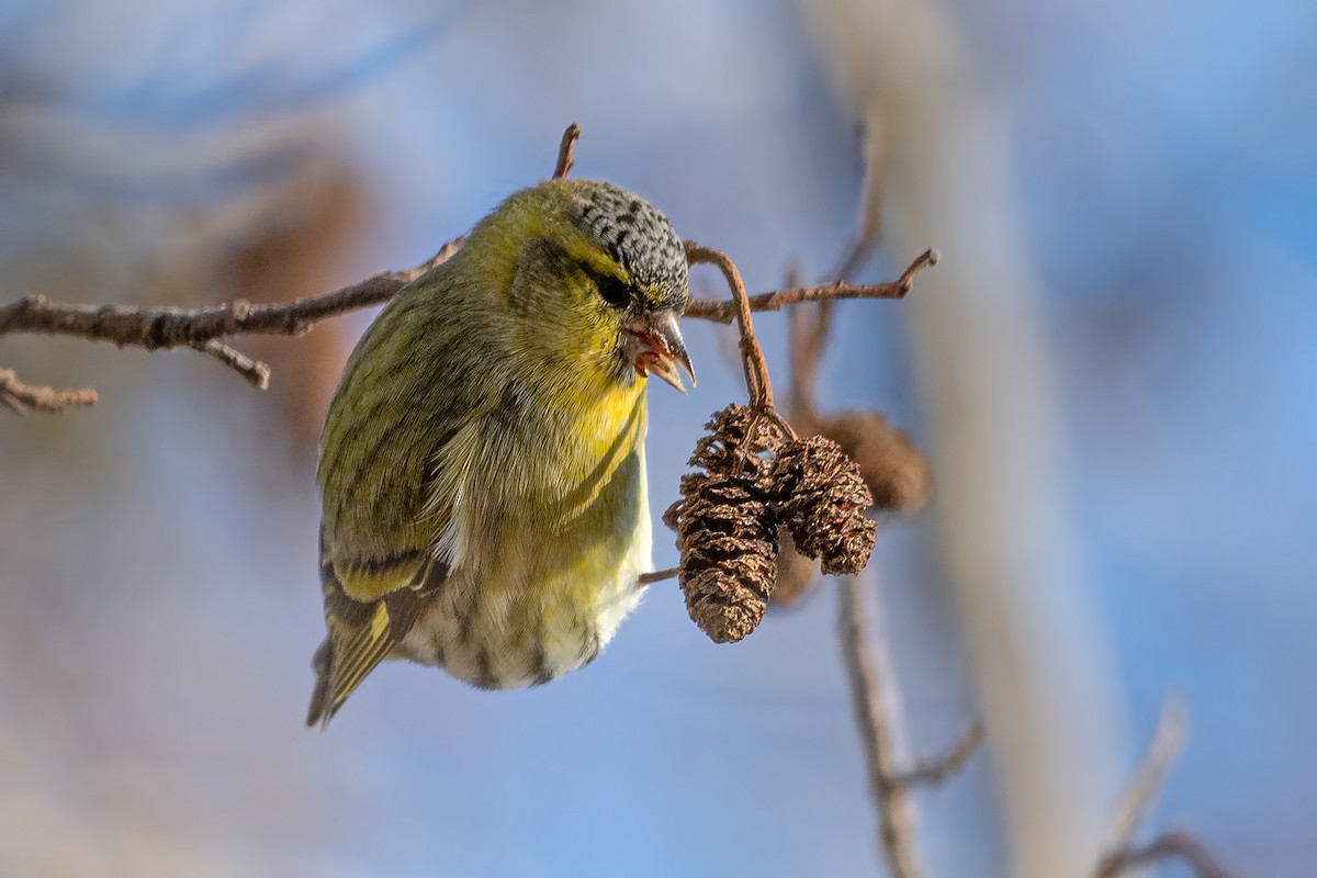 Чиж - ML645488347