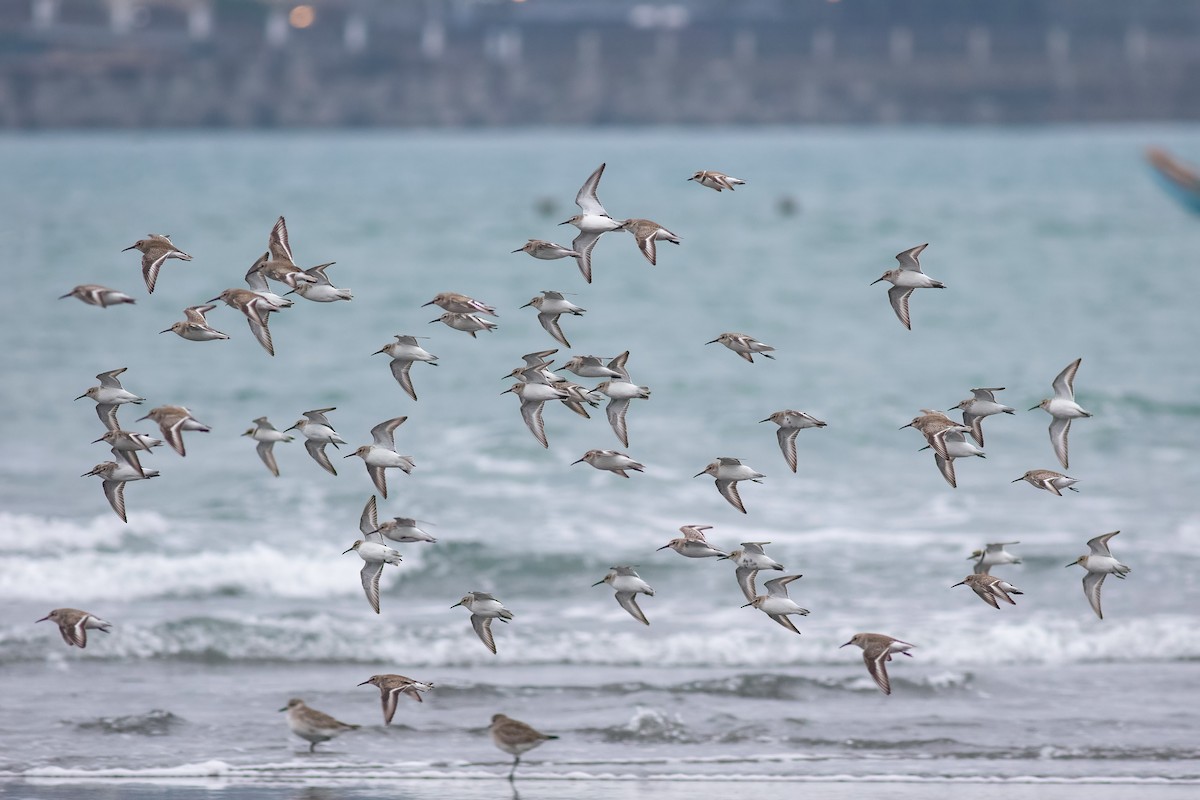 Чернозобик - ML645488348