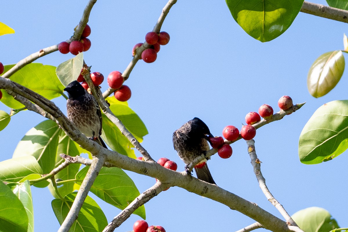 Красногузый бюльбюль - ML645488350