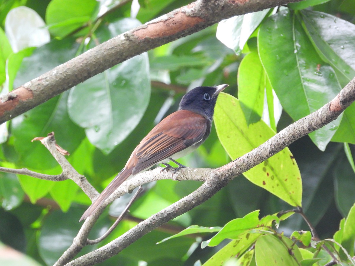 Черная райская мухоловка - ML645488351