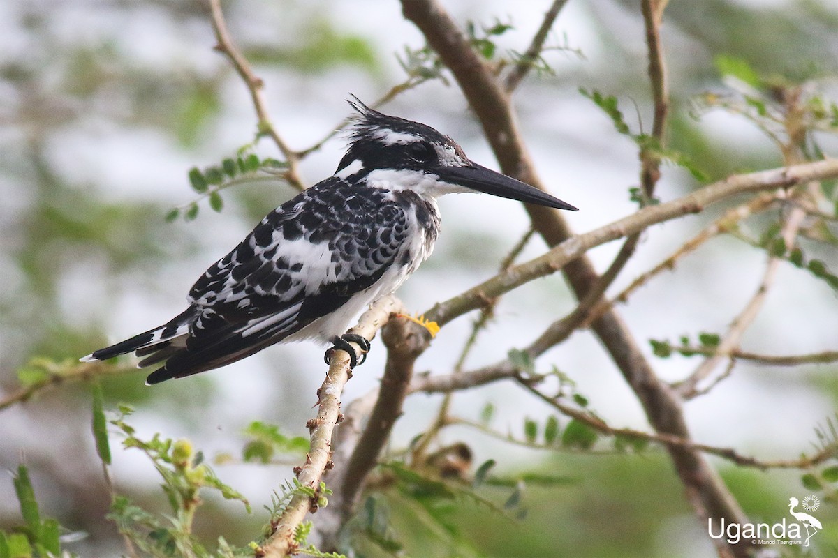 Малый пегий зимородок - ML645488352