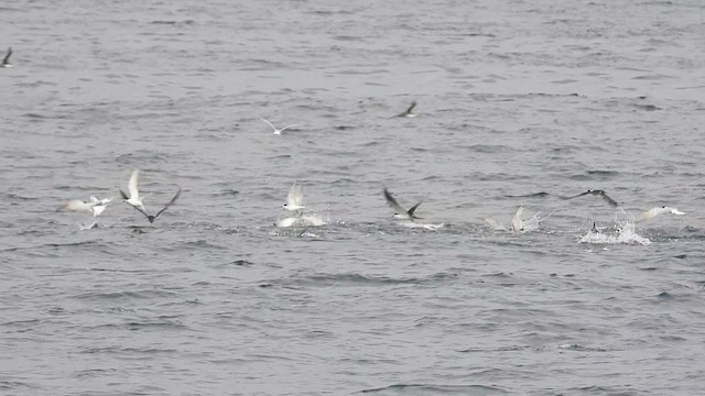 Тёмная крачка - ML645488353