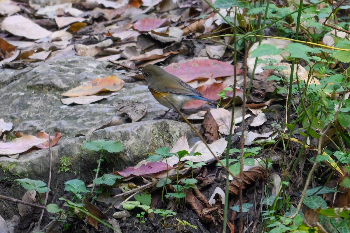 Синехвостка - ML645488354