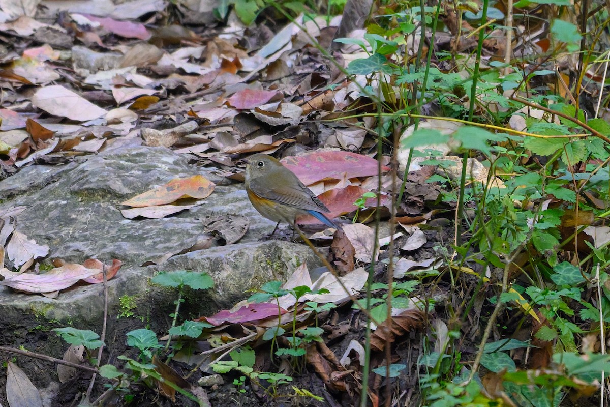 Синехвостка - ML645488355