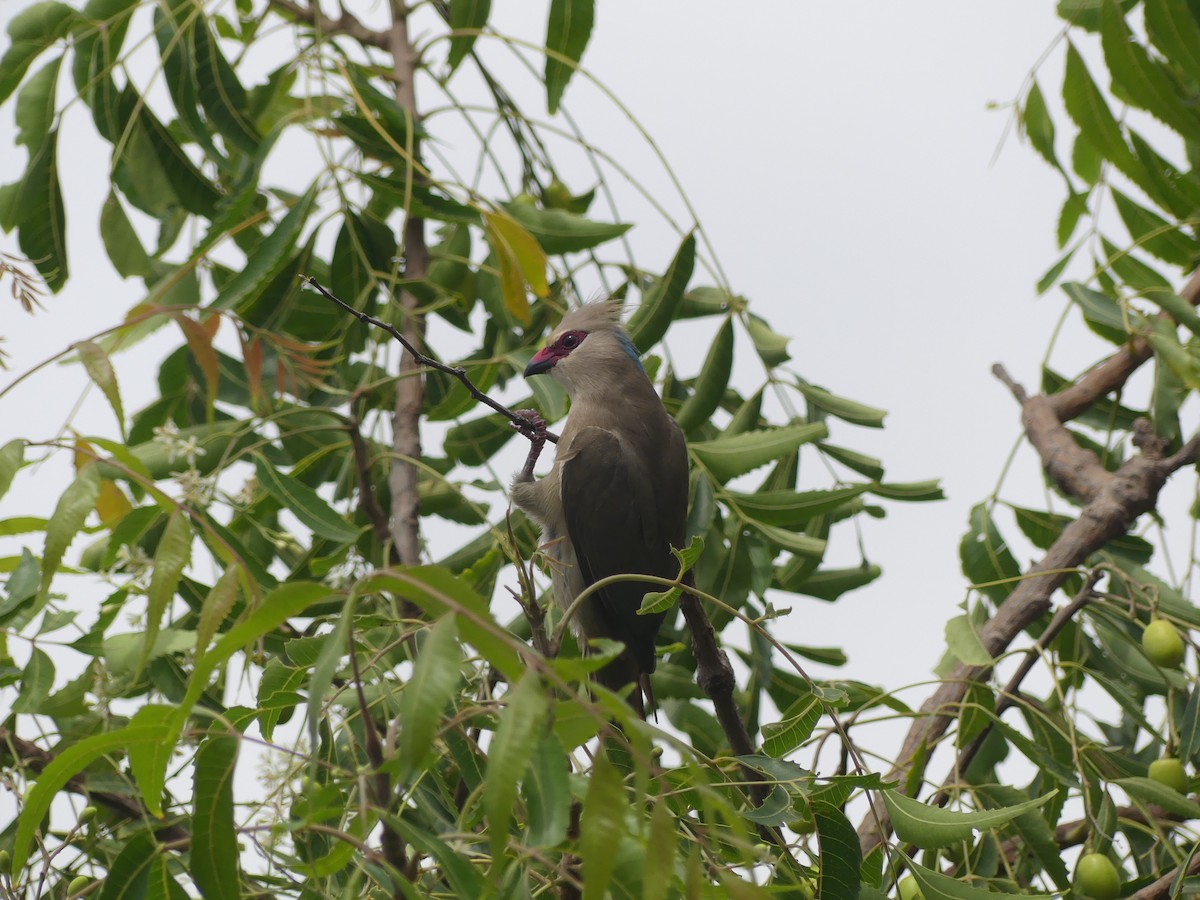 Синешапочная птица-мышь - ML645488362