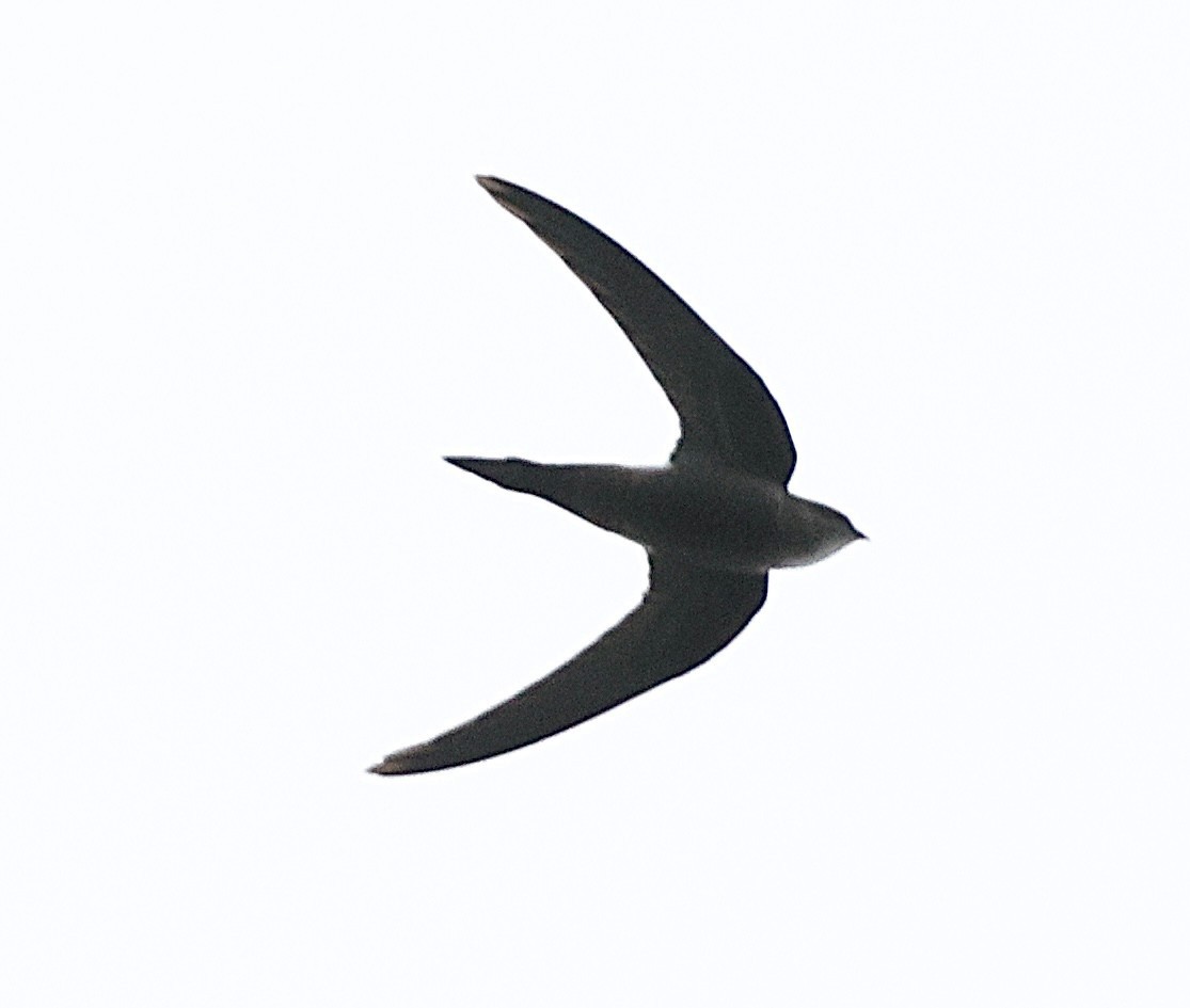 Белопоясный стриж - ML645488363