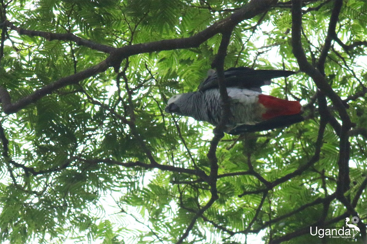 Краснохвостый жако - ML645488364