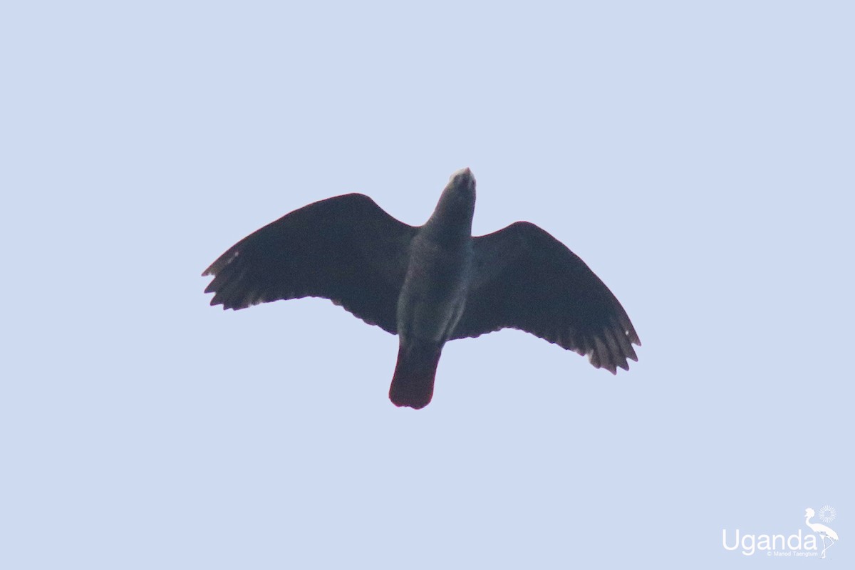 Краснохвостый жако - ML645488366