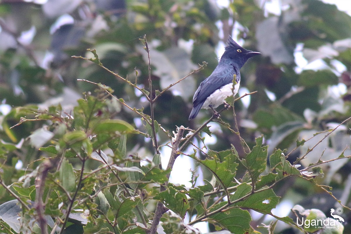 Певчая сорокопутница - ML645488367