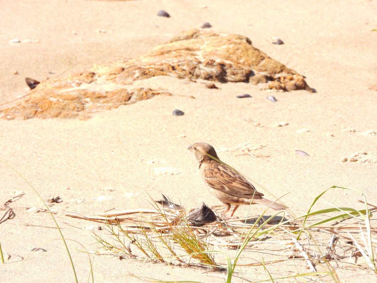 Домовый воробей - ML645488368