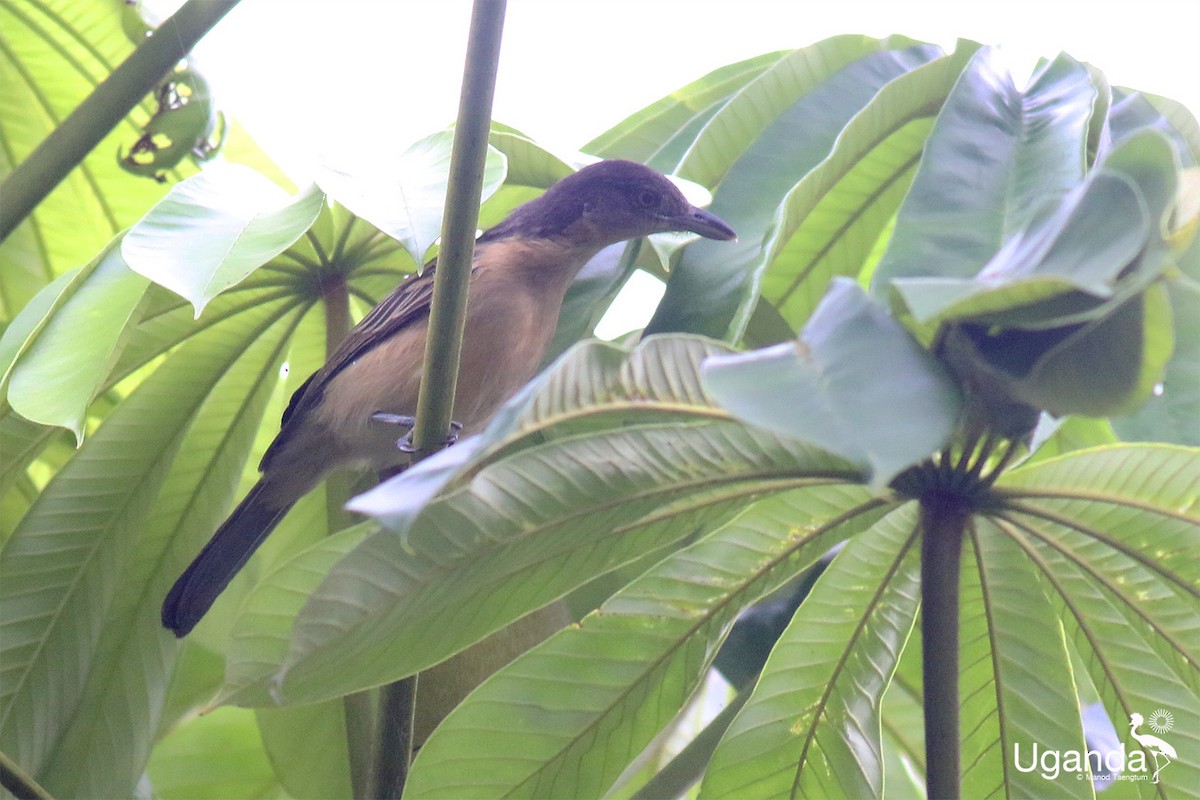 Гамбийская пухоспинка - ML645488369
