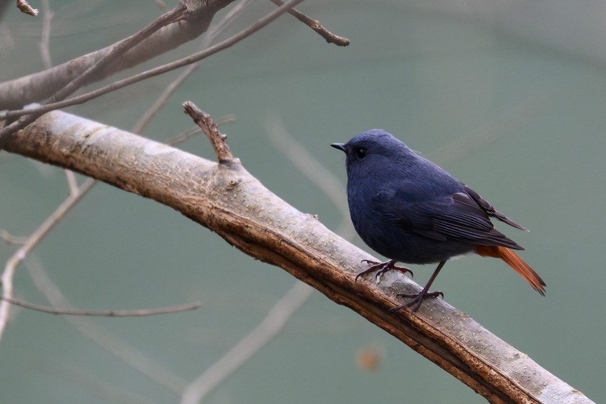 Wasserrotschwanz - ML645488372