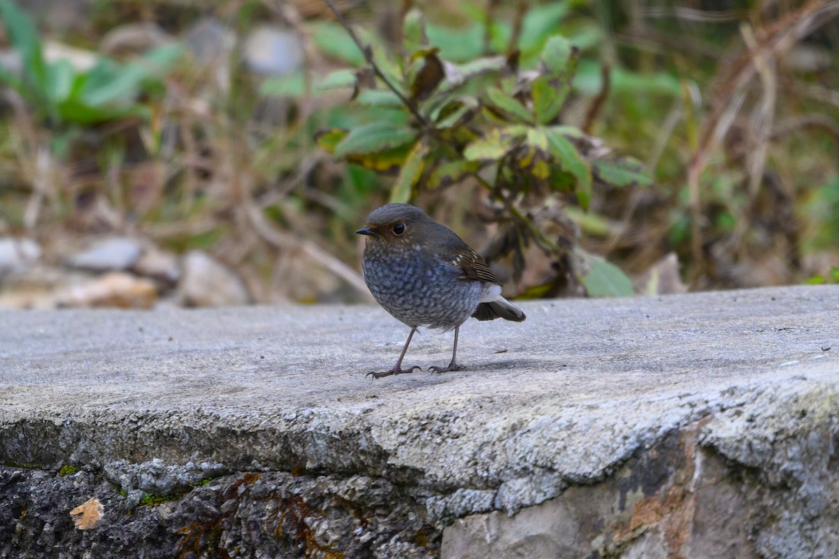 Wasserrotschwanz - ML645488374