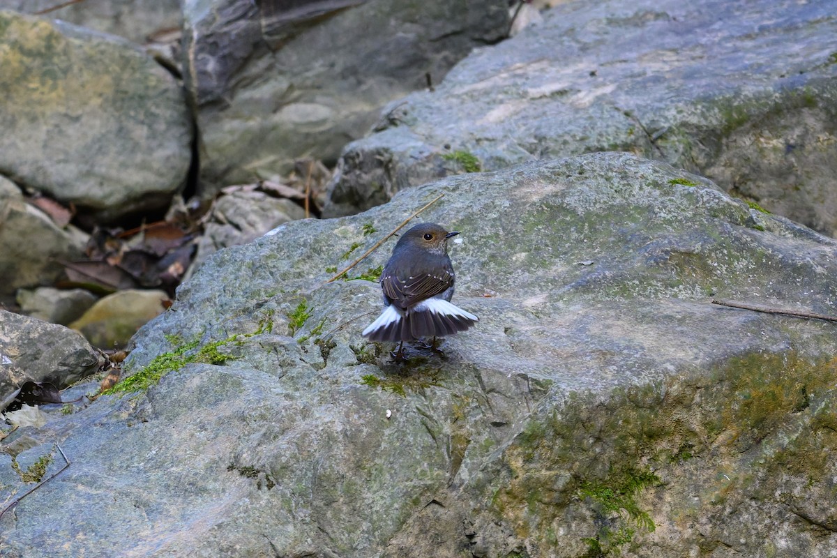 Wasserrotschwanz - ML645488375