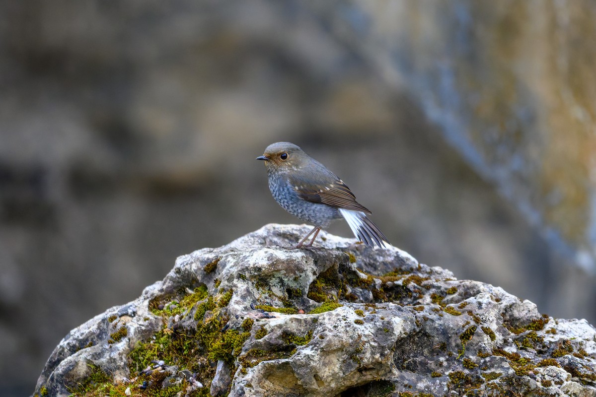 Wasserrotschwanz - ML645488376