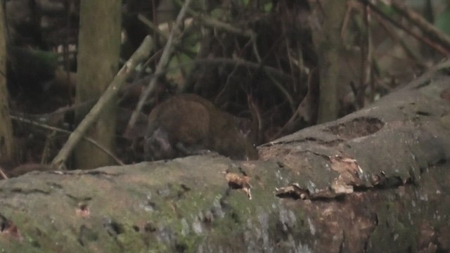 Max's Short-tailed Gymnure - ML645488379