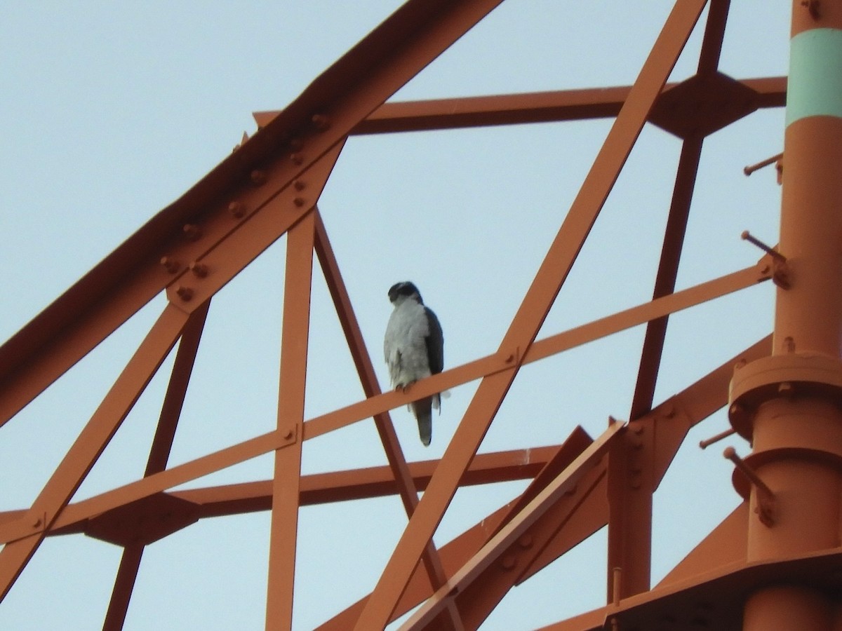 Habicht - ML645488383