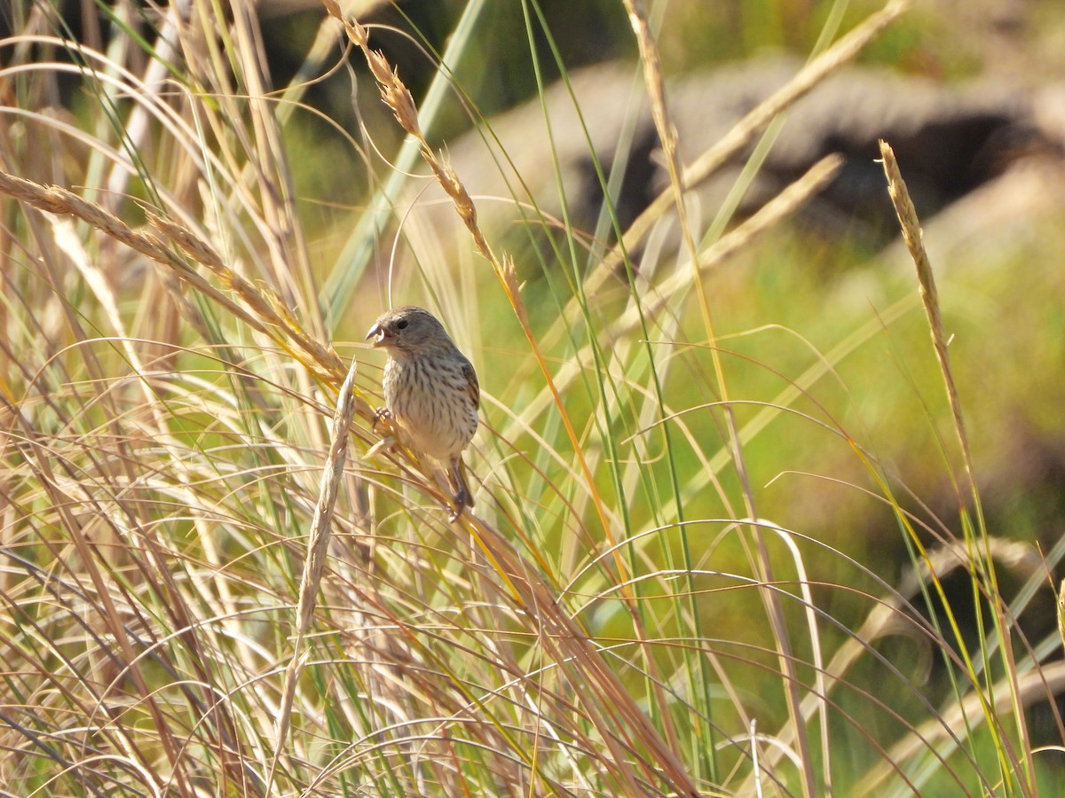 Safrangilbtangare - ML645488384