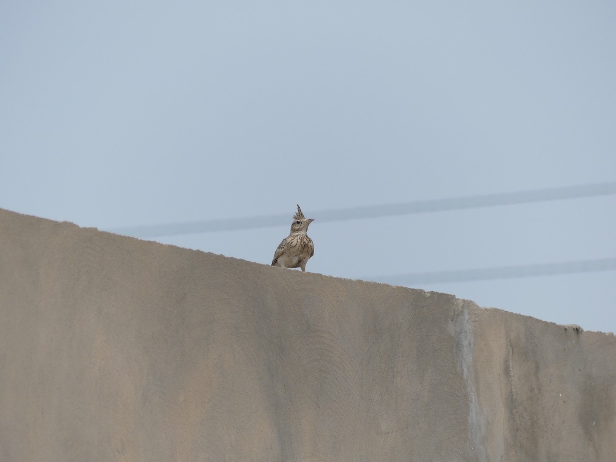 Haubenlerche - ML645488385