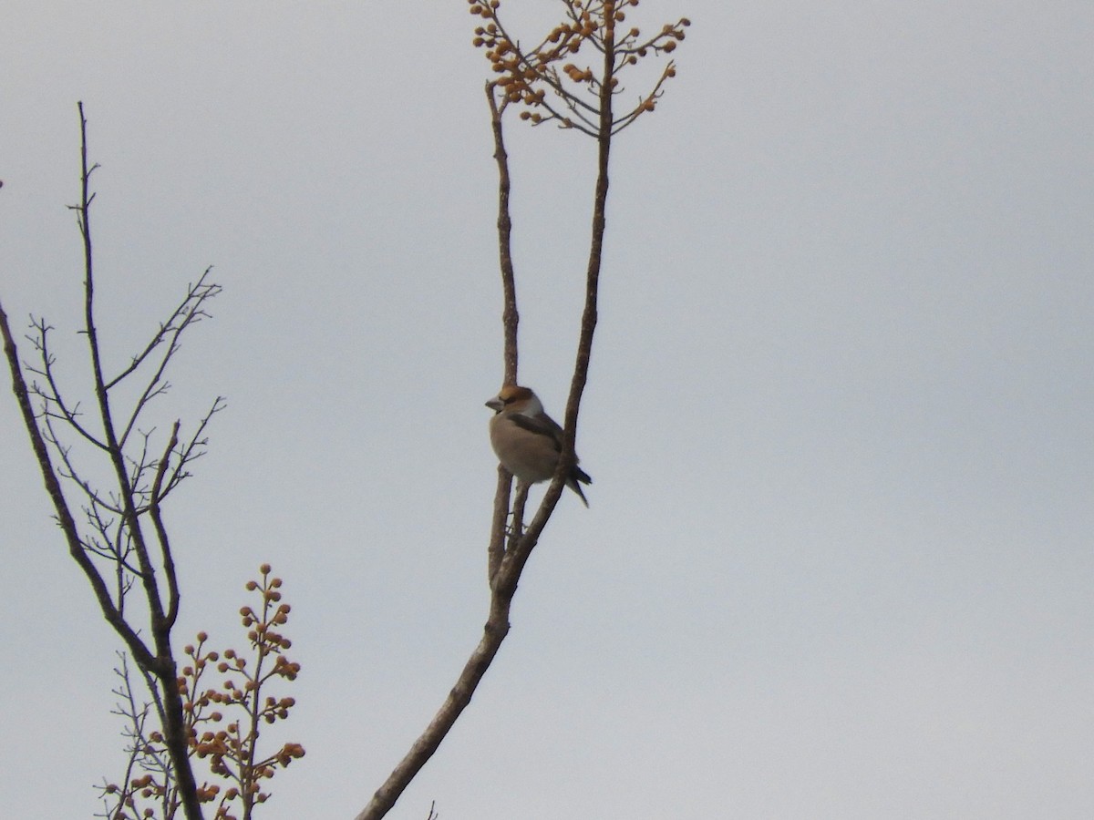 Kernbeißer - ML645488386