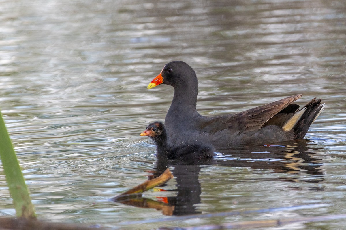 Papuateichhuhn - ML645488388