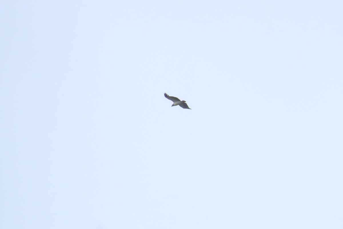 Königsgeier - ML645488389