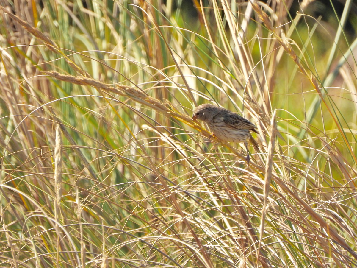 Safrangilbtangare - ML645488390