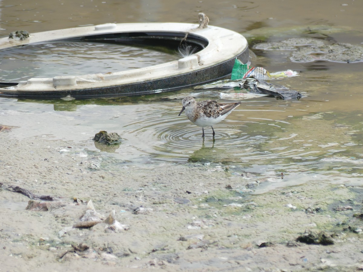 Zwergstrandläufer - ML645488391