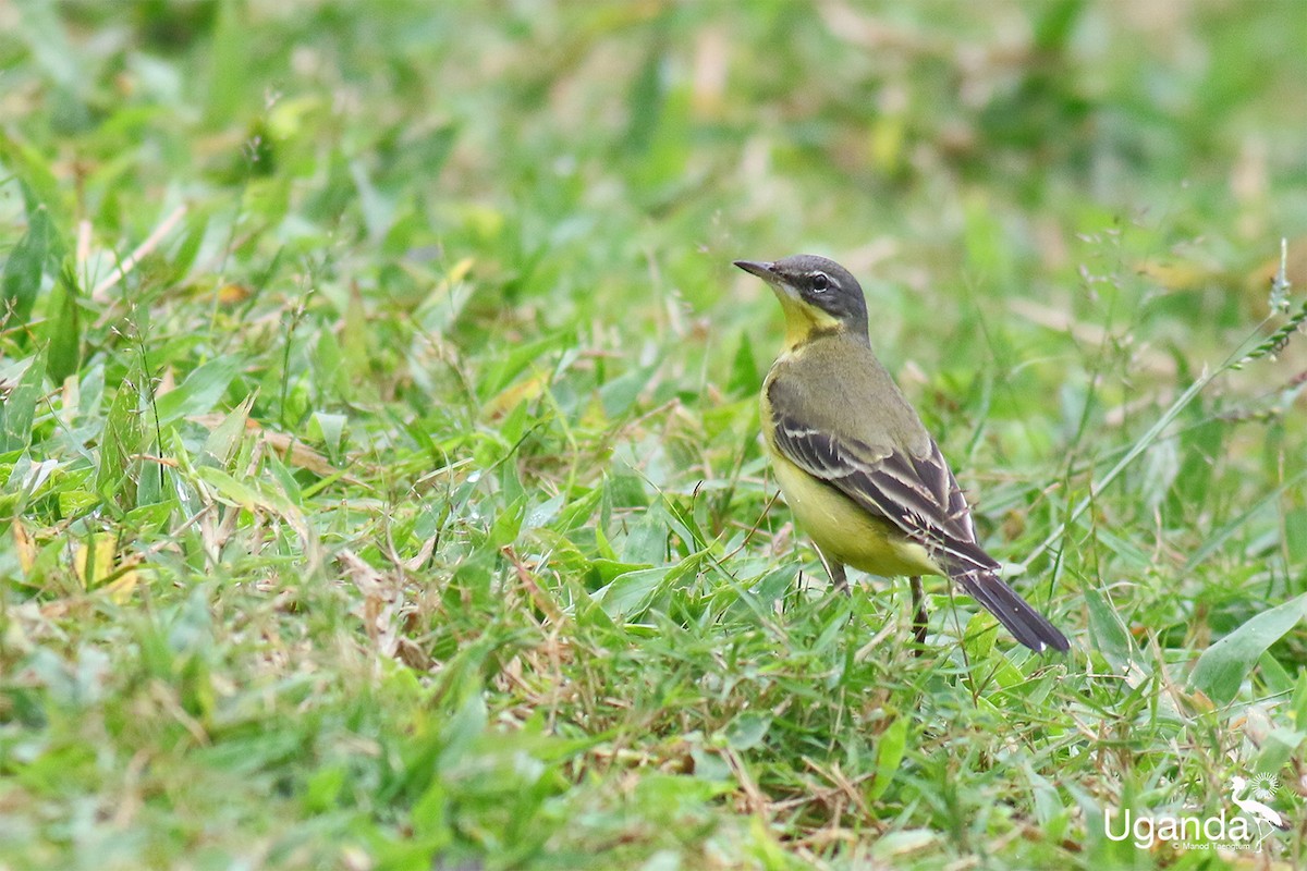 Schafstelze - ML645488392