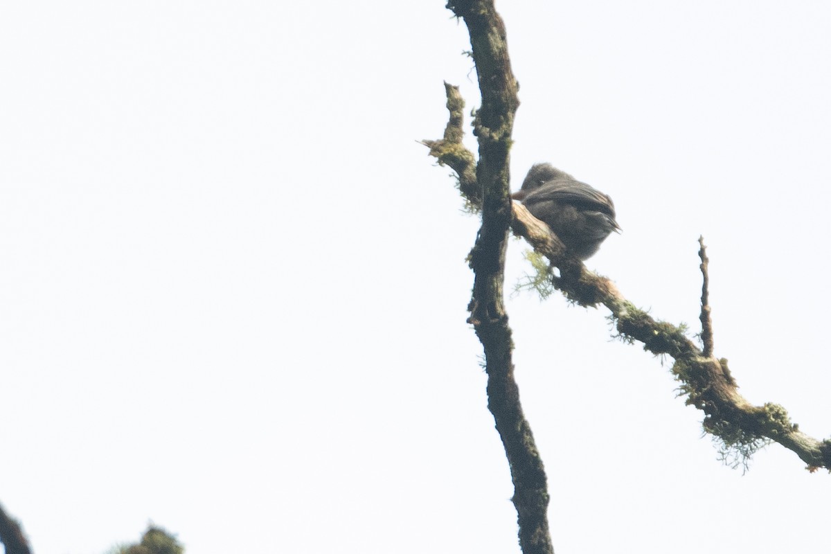 Schieferschnäppertyrann - ML645488396