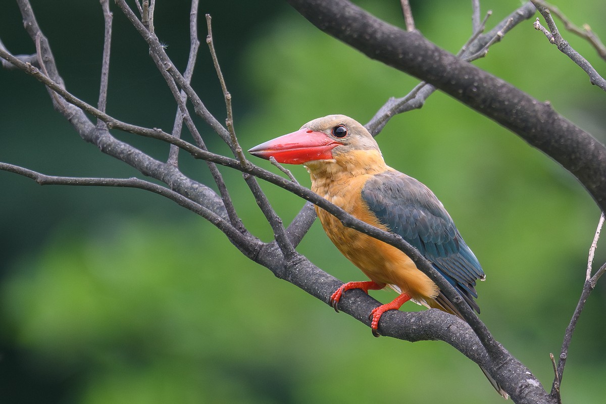 Storchschnabelliest - ML645488397