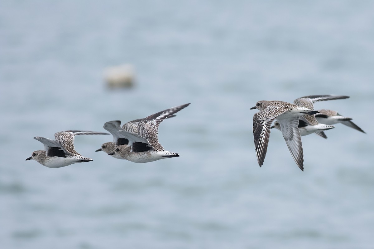 Kiebitzregenpfeifer - ML645488398