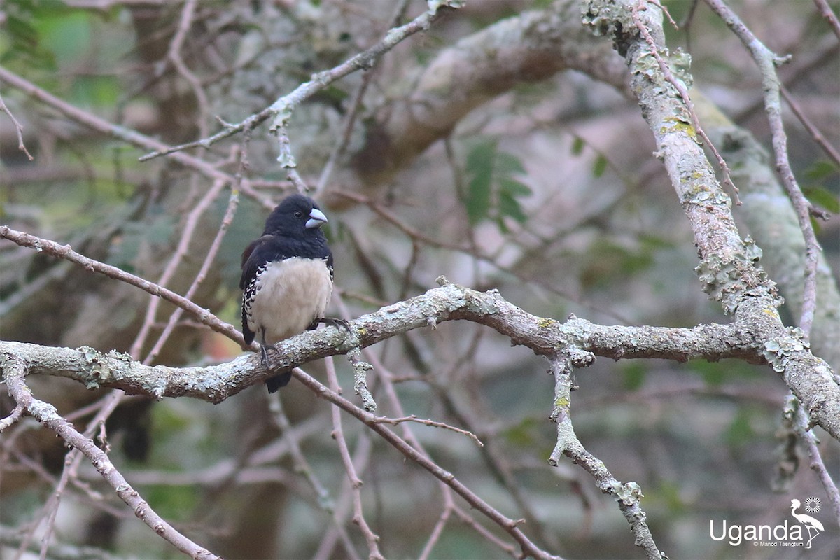 Glanzelsterchen - ML645488400