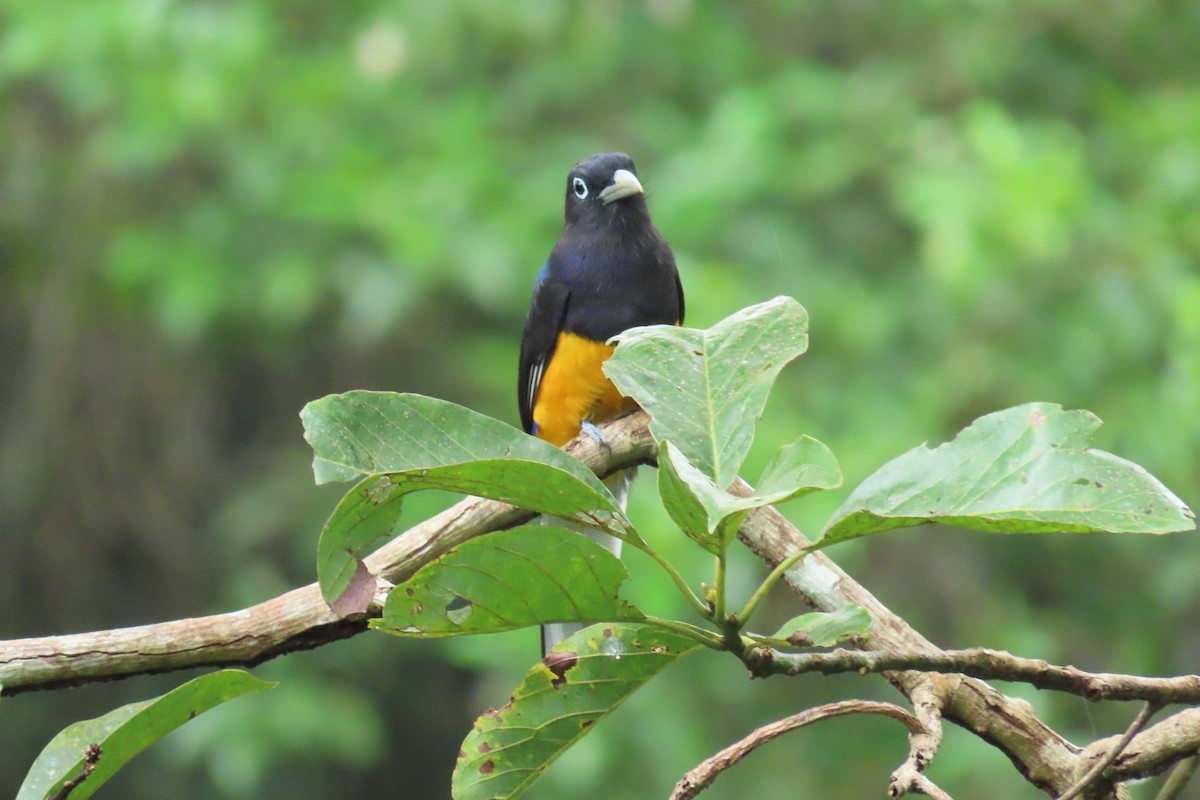 Weißschwanztrogon - ML645488401