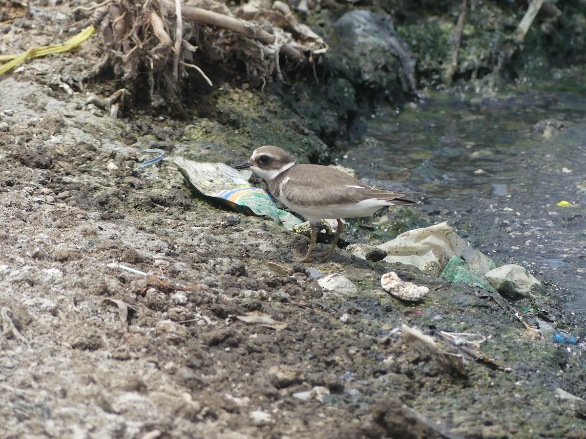 Sandregenpfeifer - ML645488403