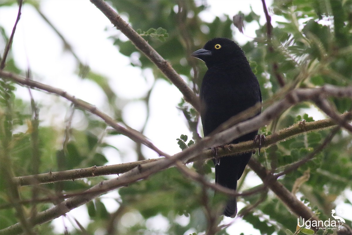 Vieillotweber - ML645488405