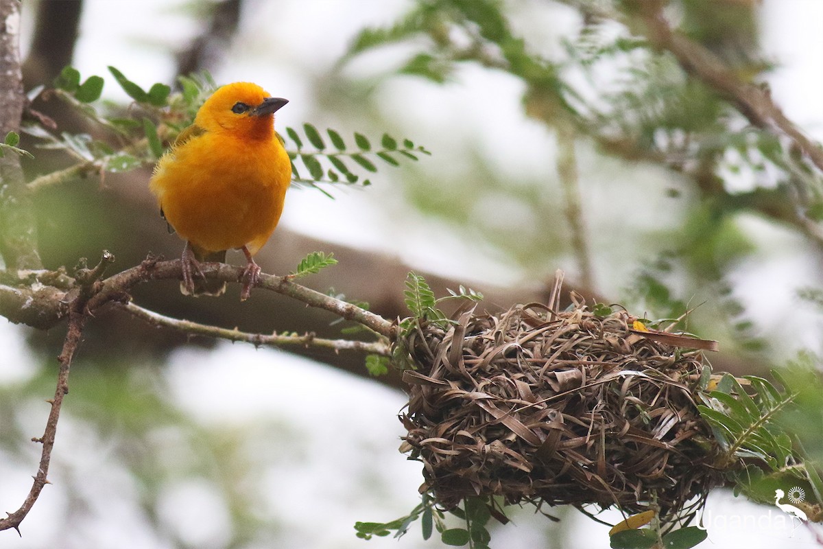 Orange Weaver - ML645488406