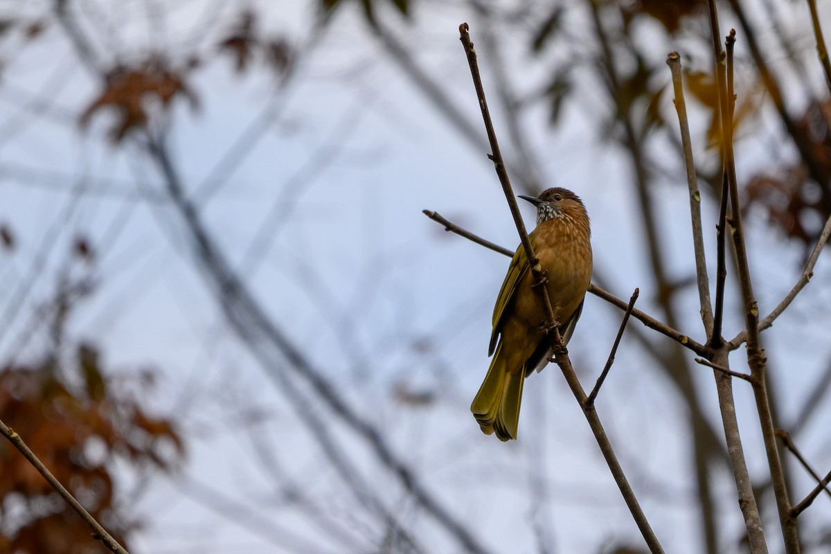 Mountain Bulbul - ML645488407